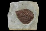 Fossil Leaf (Beringiaphyllum) - Montana #97727-1